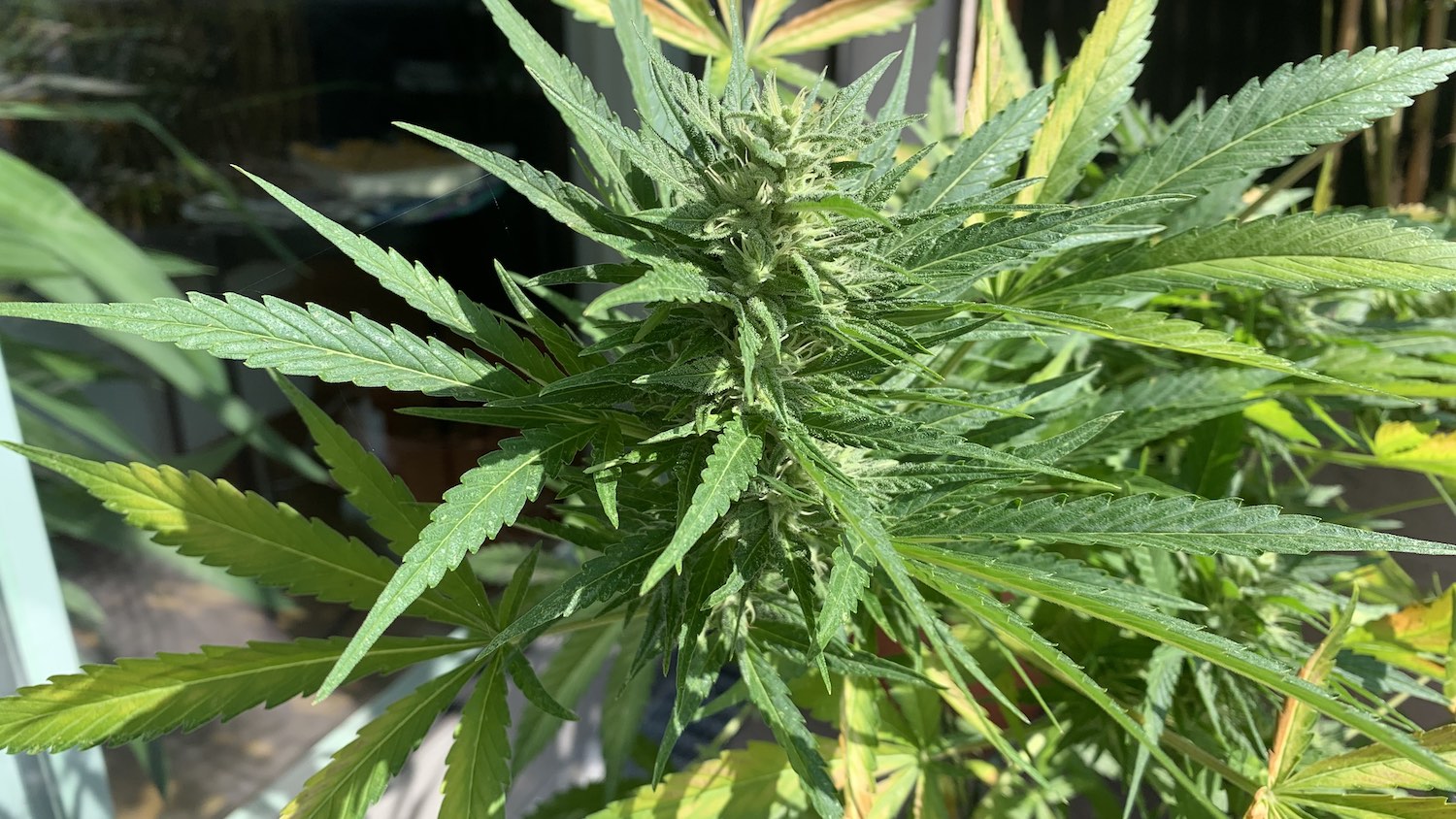 Grow-Tagebuch:<br>Woche 11